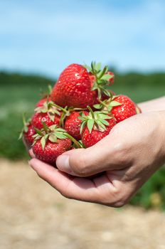 Fresh picked strawberries held over strawberry plants