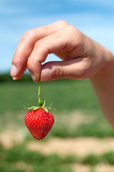 Fresh picked strawberries held over strawberry plants