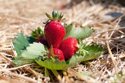 Fresh picked strawberries on the strawberry field