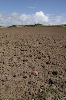 Red potatoes lay on soil following the harvest with a cleared field leading to the distance.