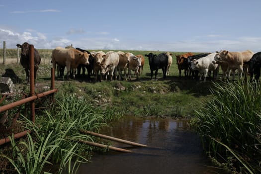 A mixed herd of cattle stand in a green field  by a water hole with a blue sky in the distance.