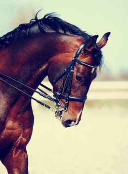 Brown stallion. Portrait of a sports brown horse. Riding on a horse. Thoroughbred horse. Beautiful horse.