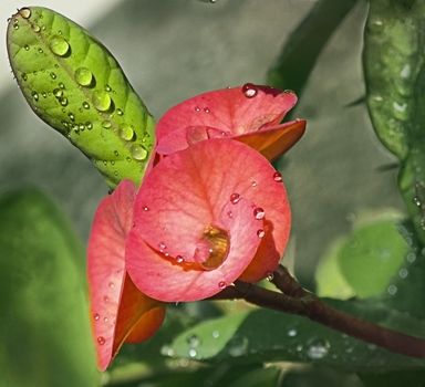 RAINDROPS ON CACTUS FLOWER and LEAF on a sunny day