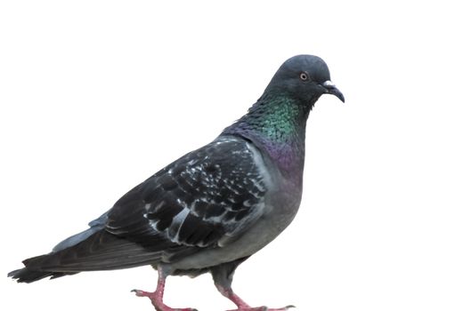 WALKING PIGEON ISOLATED