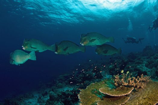 school of bump-head parrot fish swimming in shallow water in sipadan in Malaysia