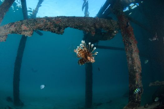 Lionfish at dive center in Mabul, Sipadan, Malaysia