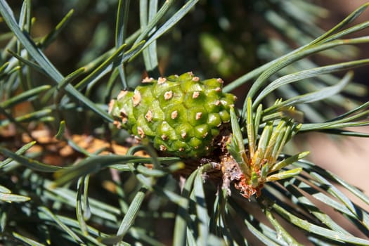 fresh pine cone in early spring