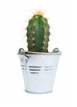 Cactus isolated on the white background