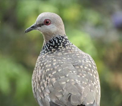 confused common-Indian-dove in the madday sunglow