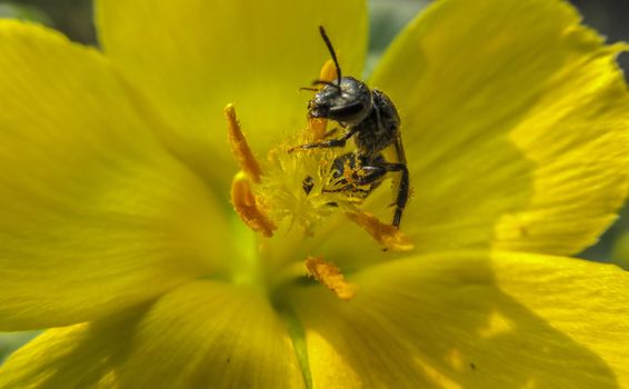 BEE ON A YELLOW FLOWER HAVING LUNCH