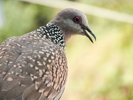 common INDIAN DOVE ON A SUNNY DAY SUN-GLOW