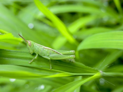 Baby-grasshopper on green grass having lunch