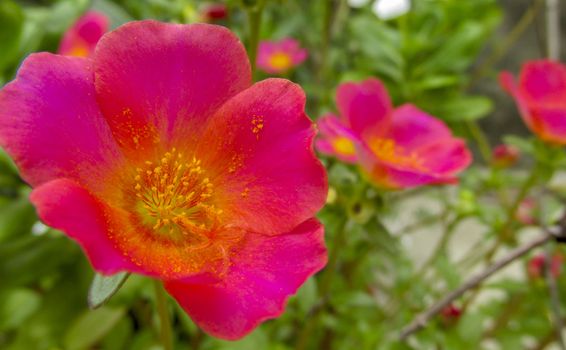 Pink-Red 9'o clock flower closeup with the yellow pollens clearly visible.