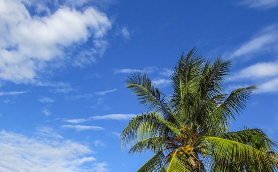 Jellyfish cloud on the blue sky with a coconut tree