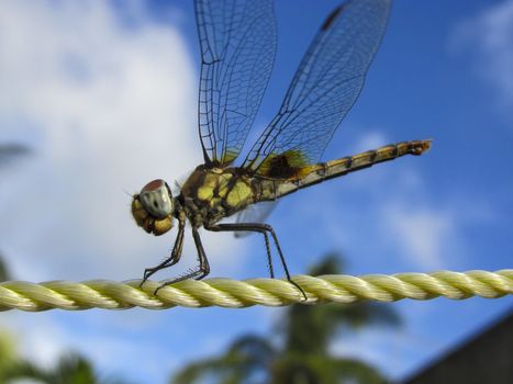 dragonfly sitting on a plastic rope having sunbath on the backgorund of blue sky and white clouds.