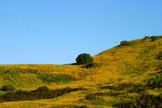 Bluming mustard grass on a hill side with blue sky.