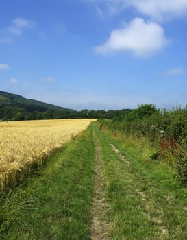 a path by a wheat field on the downs