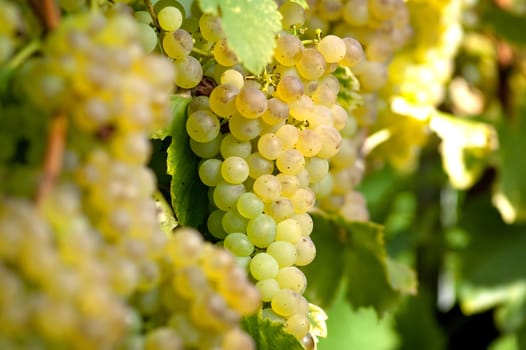 White Bunch of Grapes In The Vineyard