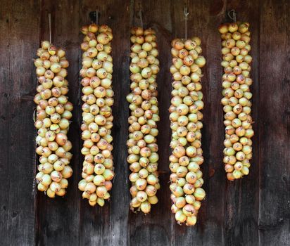 bundles of onions drying on the wall