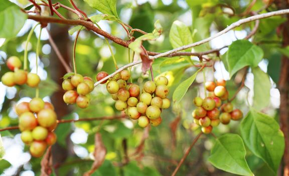 Chinese magnolia vine berries 