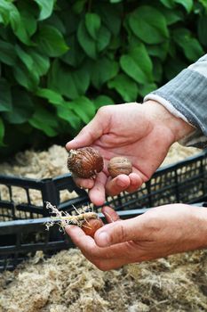 farmer, growing  walnut