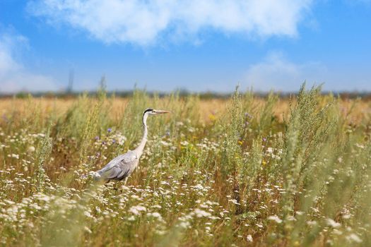 heron on the field