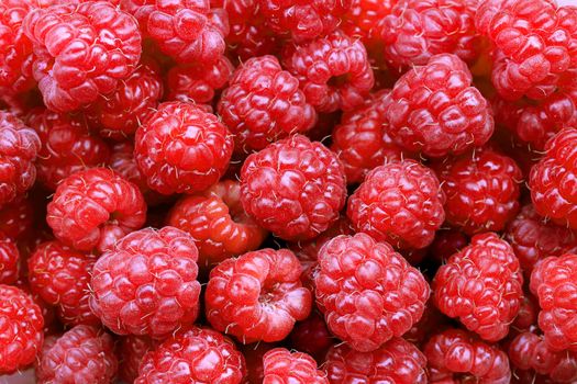 A beautiful selection of freshly picked ripe red raspberries. 