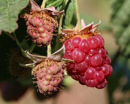 Raspberries. Growing Organic Berries closeup. Ripe raspberry in the fruit garden 