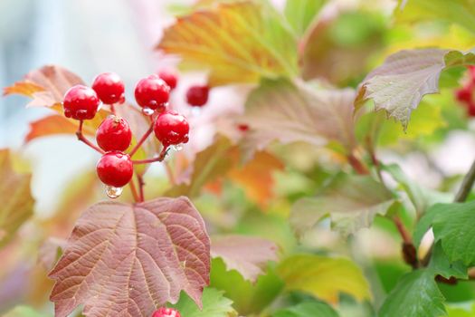 Red Viburnum berries in the tree after rain