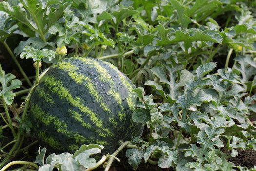 water mellon after rain