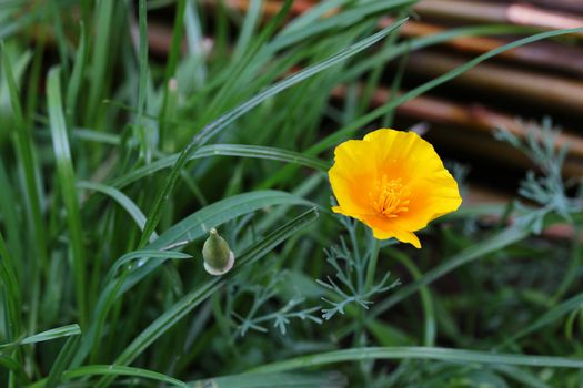 close up of california poppy flower