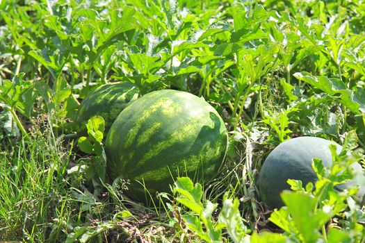 water mellon 