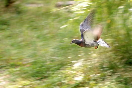 Wood pigeon, Columba palumbus, single bird in flight