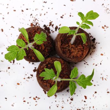 A tomato seedling in the peat pot