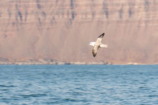 Northern fulmar, Fulmarus glacialis flying over water in Greenland