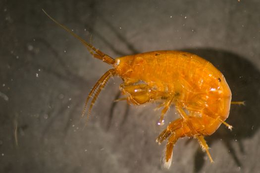 Amphipod from the waters around Disko Island in Greenland