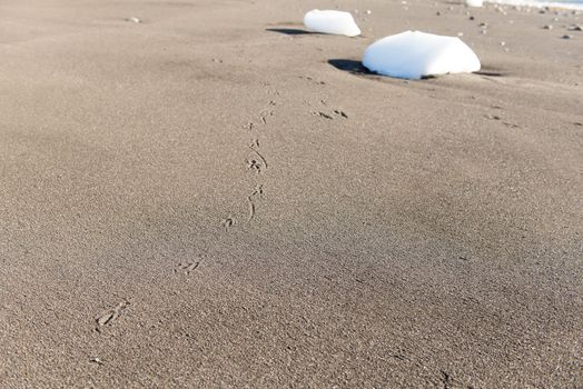 Untouched beach and ice blocks with footsteps of a gull