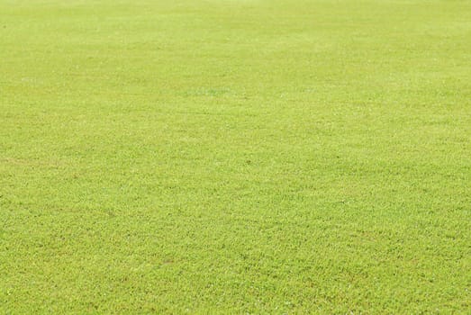 Green grass soccer field