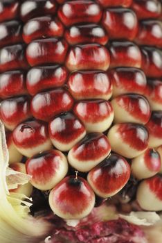 Harvested corn in red and purple colors