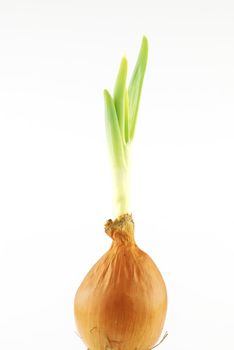 Yellow onion with green shoots on white background