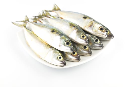 Fresh mackerel fish