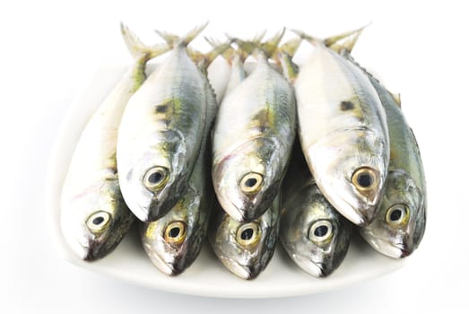 Fresh mackerel fish