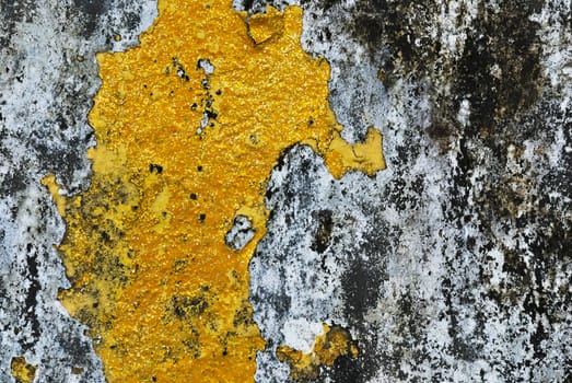 Texture of old concrete grunge wall covered with lichen moss mold as a background