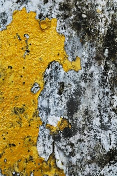 Texture of old concrete grunge wall covered with lichen moss mold as a background