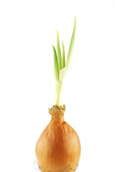 Yellow onion with green shoots on white background