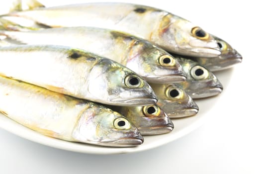 Fresh mackerel fish