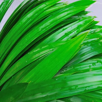 Fresh pandan leaves bi-toei