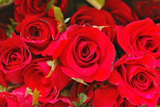 Natural red roses background