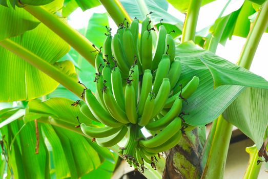 Bunch of green bananas on tree