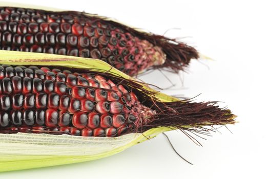Harvested corn in red and purple colors